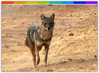 Jackal in Daying Wildlife Sanctuary Arunachal Pradesh