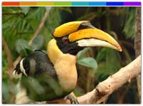 Hornbill at Itanagar Wildlife Sanctuary Arunachal Pradesh