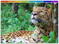 Leopard at Pakhui Wildlife Sanctuary, Arunachal Pradesh