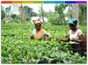 Assam Tea Garden