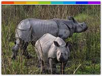 One-Horned Rhinoceros in Orang National Park Assam