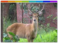 Sangai at Keibul Lamjao National Park Manipur