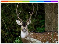 Manipur Zoological Garden