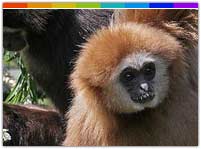 Hoolock Gibbon at Itanki Wildlife Sanctuary Nagaland