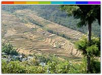 Khonoma Green Village, Nagaland