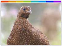 Trogopan Birding Nagaland