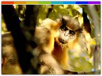 Capped Langur at Sepahijala Wildlife Sanctuary, Tripura